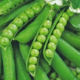 Alfa povrtni grašak: opis sorte, ukus, prinos